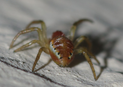 Giovane Araniella sp. - Rende (CS)